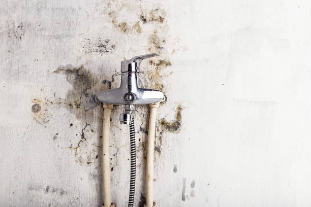 Trusted Tazewell, VA Mold Removal Experts