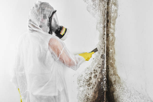 Best Commercial Mold Removal  in Tazewell, VA