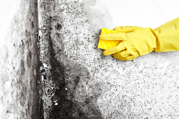 Best Emergency Mold Removal  in Tazewell, VA