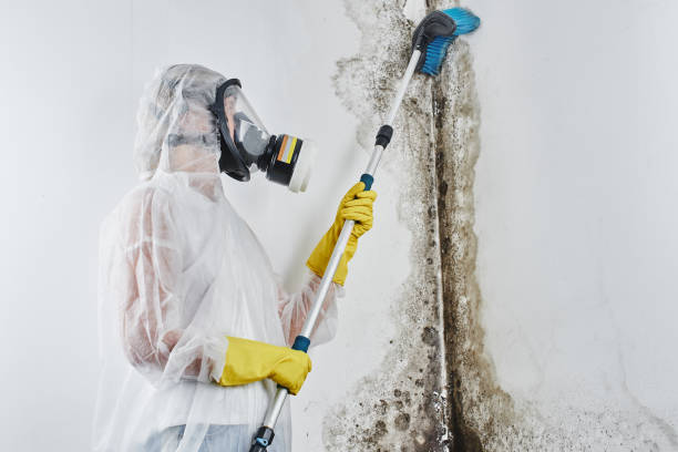 Best Black Mold Removal  in Tazewell, VA