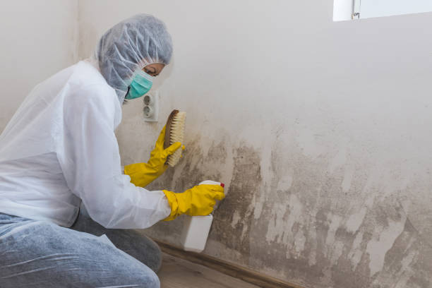 Best Crawl Space Mold Removal  in Tazewell, VA