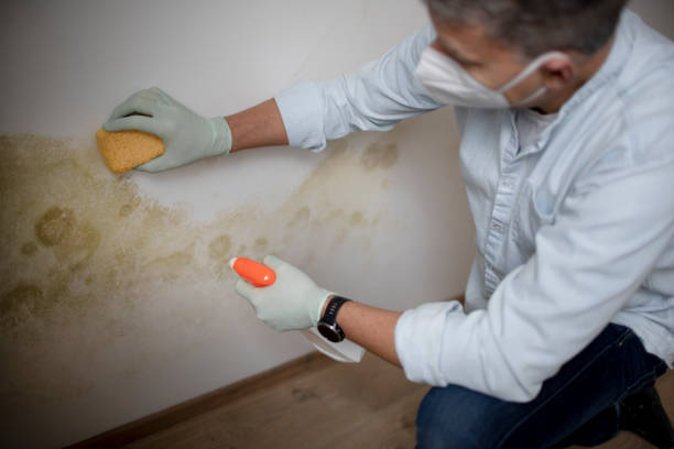 Best Toxic Mold Removal  in Tazewell, VA