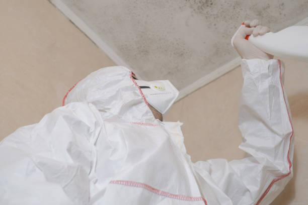Best Local Mold Removal Service  in Tazewell, VA