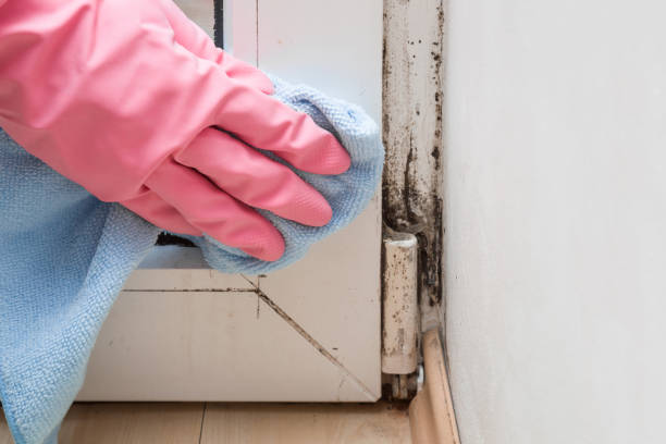Best Mold Removal Specialists  in Tazewell, VA